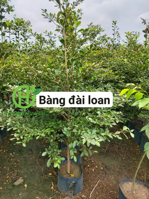 cay-bang-dai-loan